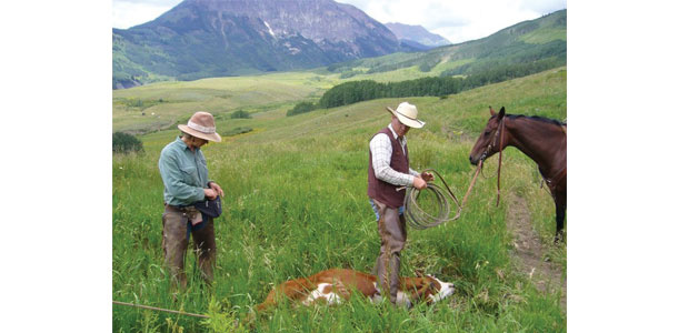 doctoring a calf