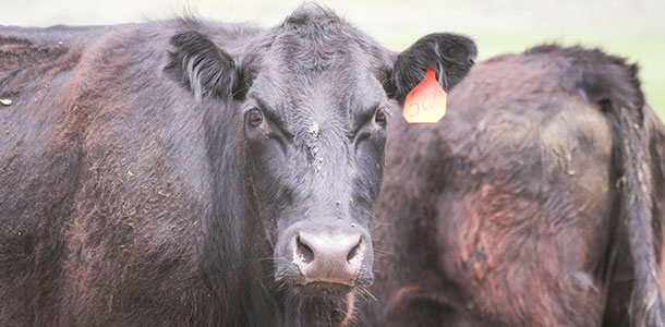 Flies on the cattle