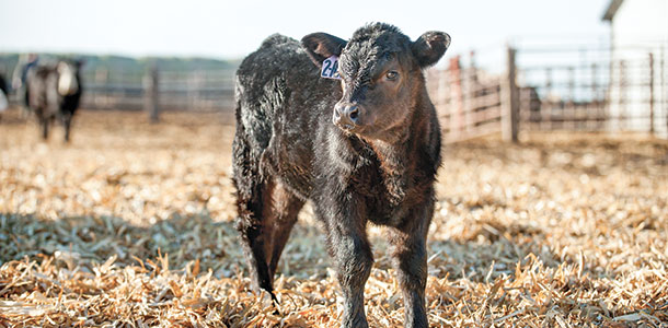 New calf