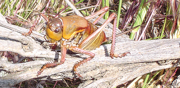 Mormon cricket