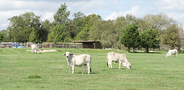 Cattle grazing