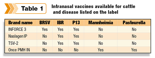 Intranasal vaccines available for cattle