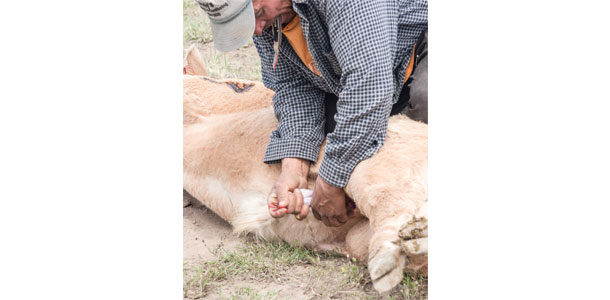 castration