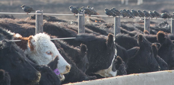 Reigle's feedlot