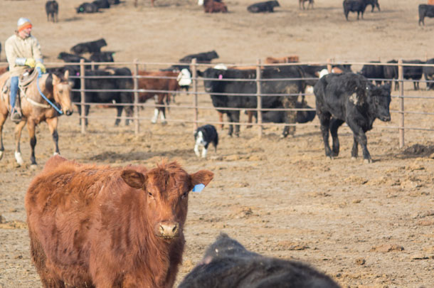 0515pc jaynes herding full