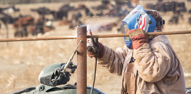 10 employees work on this feedlot