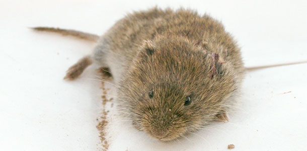 vole
