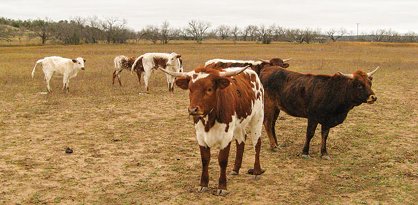 cattle grazing
