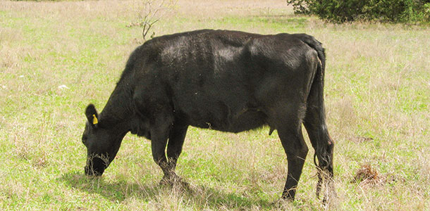 cattle in a paddock