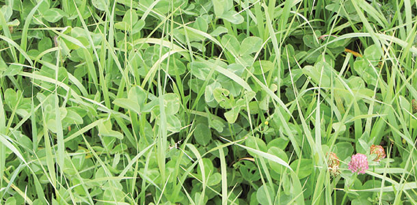 mix of high energy grass and clover