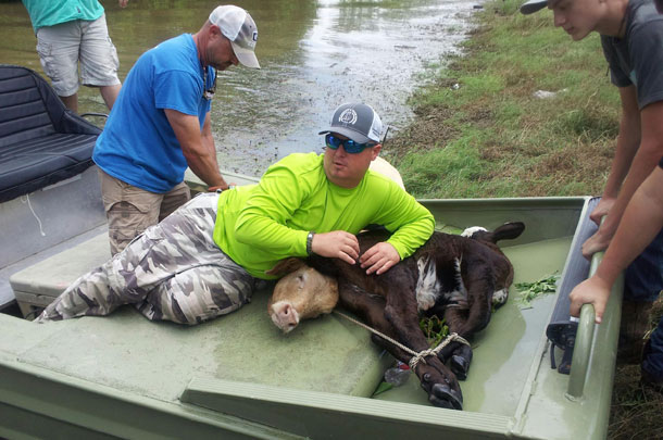 calves on airboat