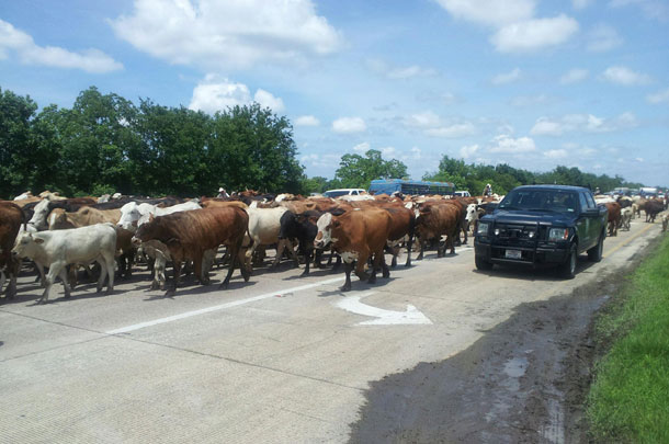 Cattle herded through town