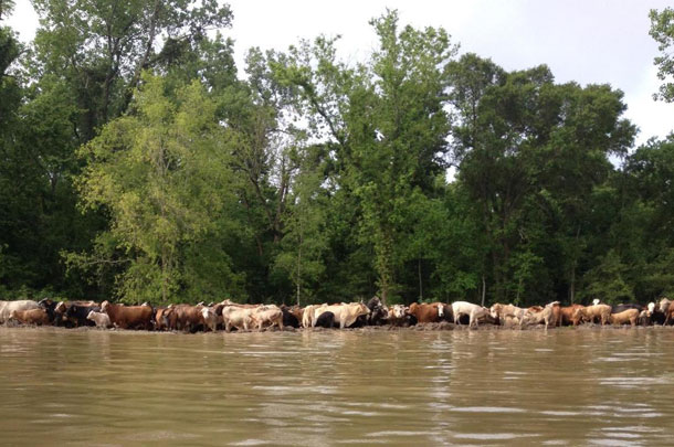 Cattle in flooded Trinity River