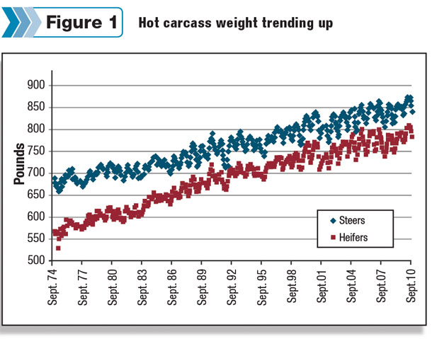 Hot carcass weight trending up