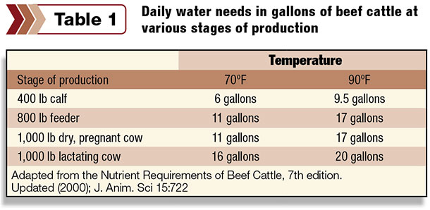 Daily water needs of cattle