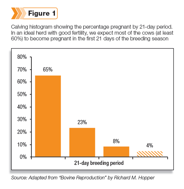 Percentage of pregnant cows by 21 days