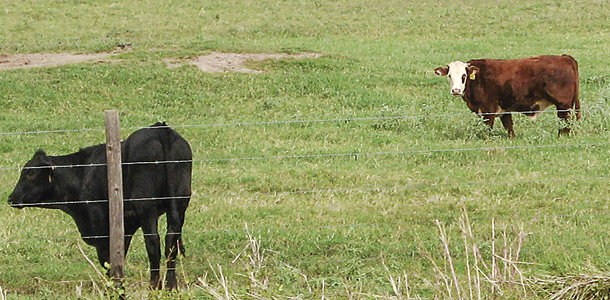 cattle in pasture