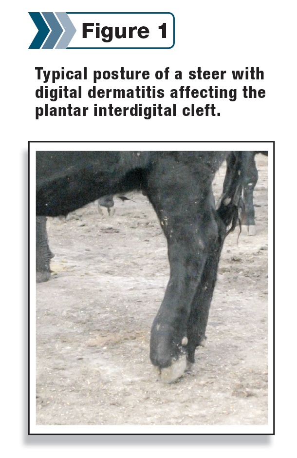 steer with digital dermatitis