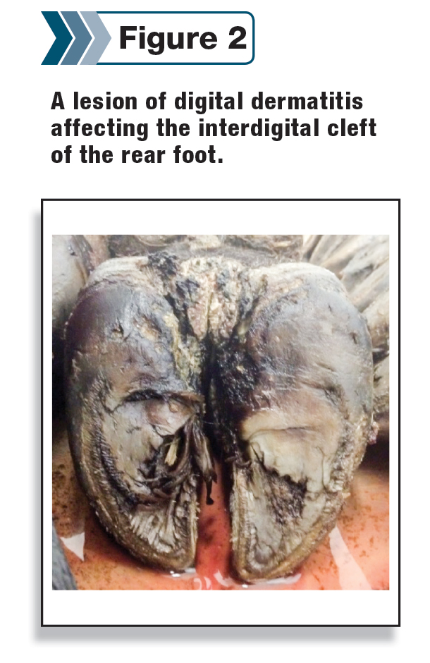 Lesion of digital dermatitis 