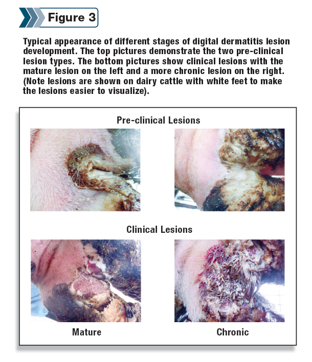 different stages of digital dermatitis