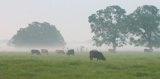 Cattle need some respite shade from the heat, especially during the hottest period of the day.
