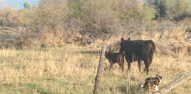 dog herding cow-calf pair