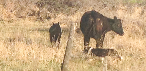dog pressuring mom and calf