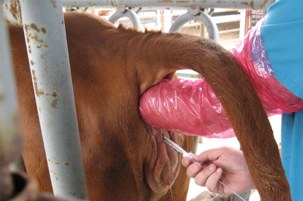 Injecting hormones