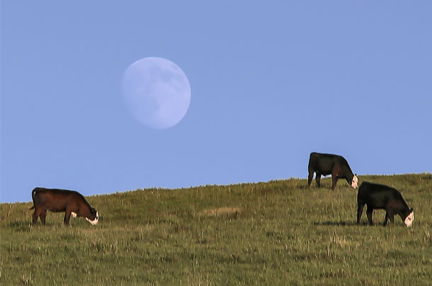 South Dakota cattle grazing