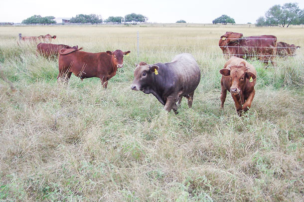 Fence weaning