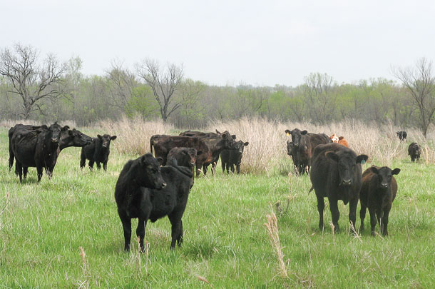 weaned calves