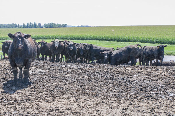 Cows in feedlot