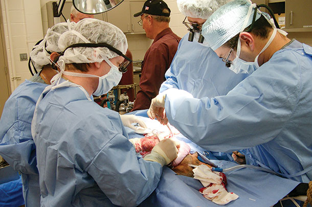 utero fetal cleft palate repair