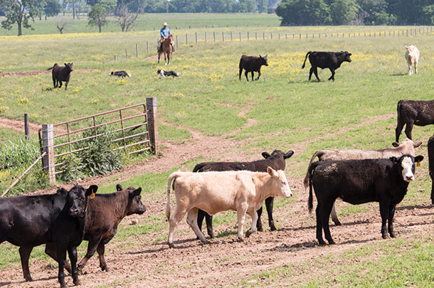 herding livestock