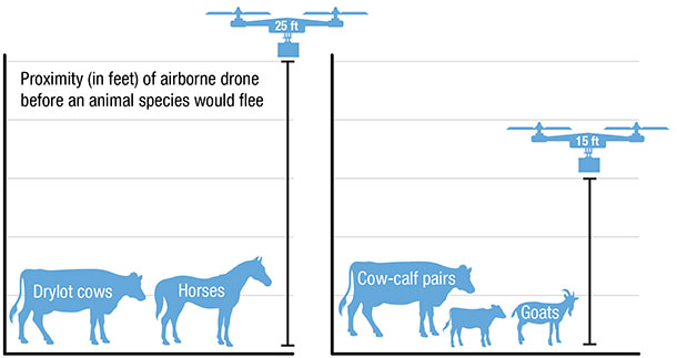Proximity in feet of airborne drone before an animal flees