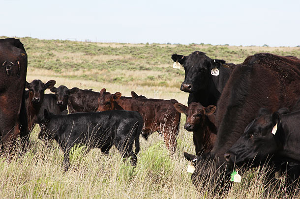 cattle