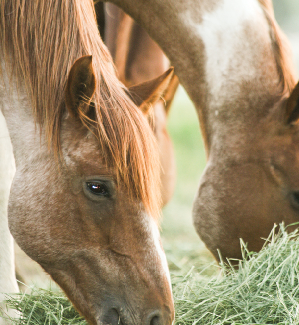 Horses eating