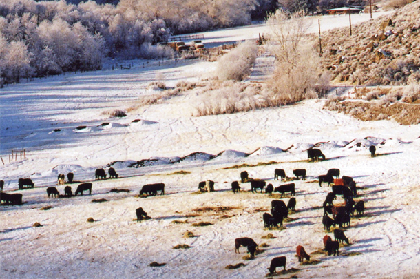 Winter cattle