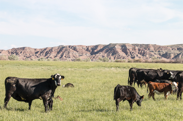 Calves grazing