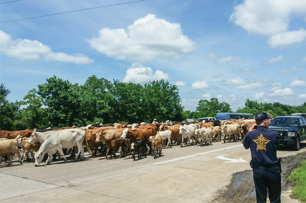 Cattle being herded