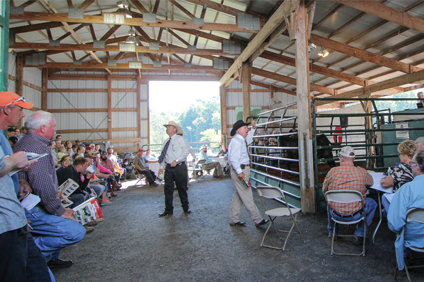 Trowbridge cattle auction