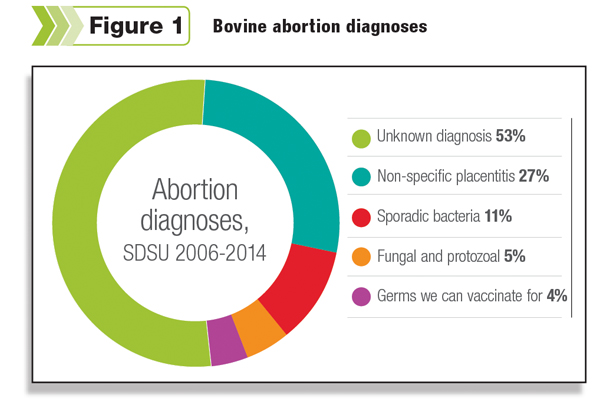 Bovine abortion diagnoses
