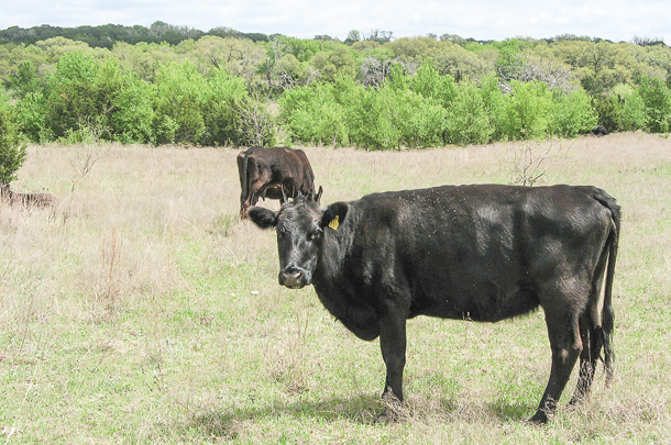 Cattle with BVDV infection