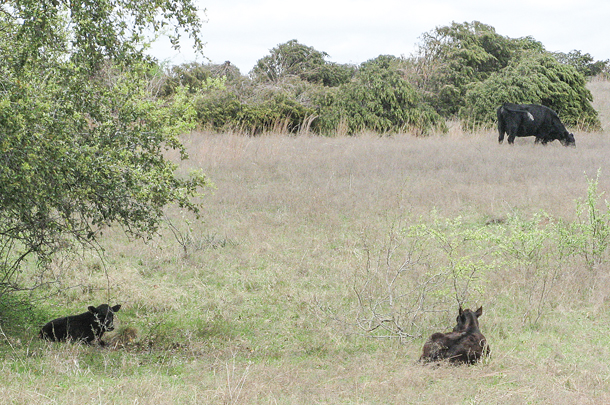 Cattle on the ranch