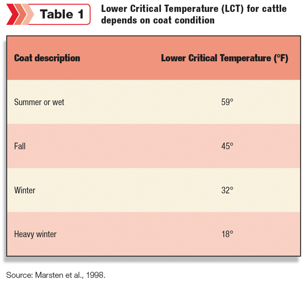 Lower Critical Temperature for cattle