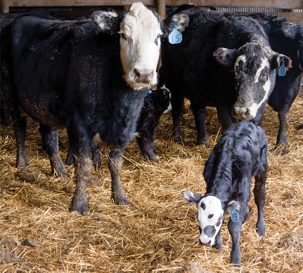 Cows and calves