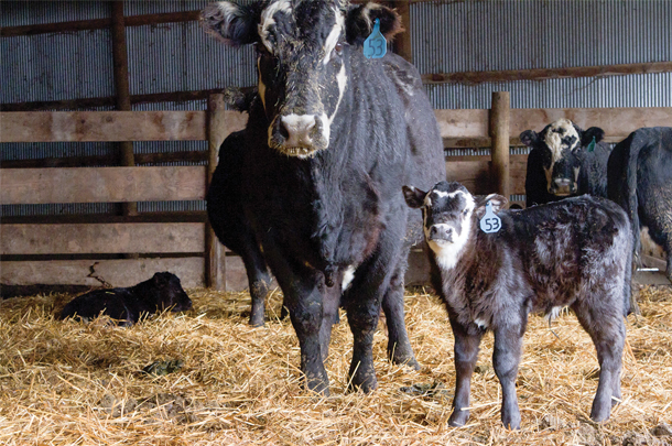 Cows with her calf