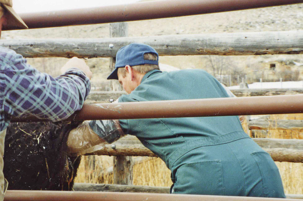 Dr. Todd Tibbitts checks a cow