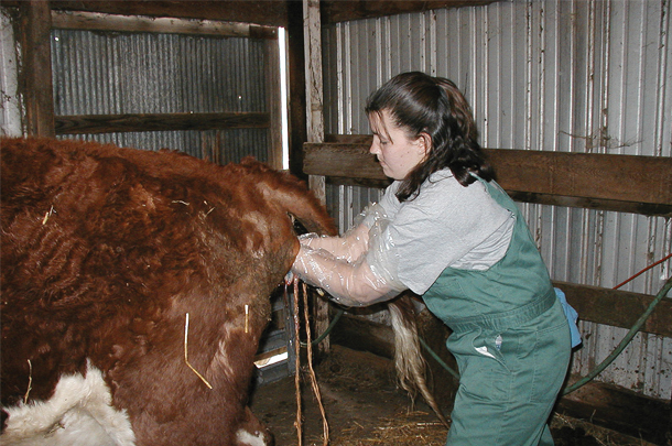 Susie Lutz checking and assisting a cow