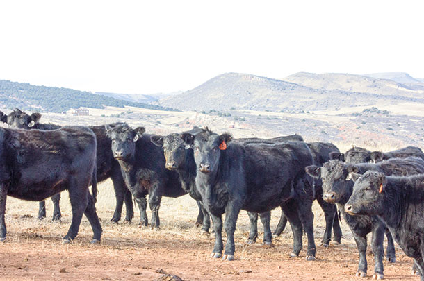 Heifers that give birth early in their first calving season remain in the herd longer